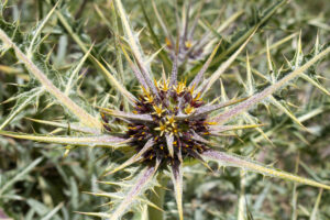 Akoub-edible wild plant-Myrna Semaan