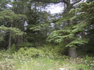 Cedar of Lebanon-Myrna Semaan-Rachad Itani