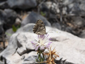 Butterfly-Myrna Semaan