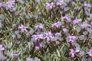 Flower only found in Lebanon (Acantholimon antilibanoticum) - Myrna Semaan