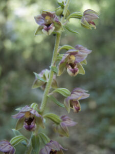 Orchid Epipactis condensata-Myrna Semaan