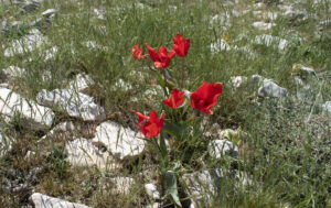 Wild Tulip 2-Myrna Semaan