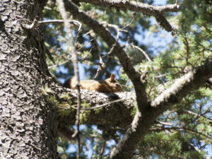 squirrel 1-Myrna Semaan